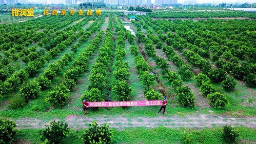 揭秘柑潤堂 參股種植梅江莊園與自建工廠背后的戰(zhàn)略布局與技術(shù)深耕