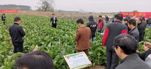 2019優(yōu)質(zhì)果蔬酵素種養(yǎng)殖觀摩會 綠色農(nóng)業(yè)新成果亮相南寧現(xiàn)代新農(nóng)業(yè)基地